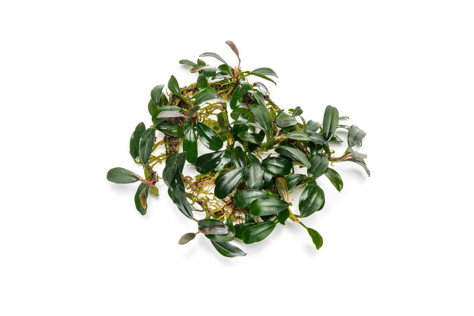 Bucephelandra Brownie Pheonix