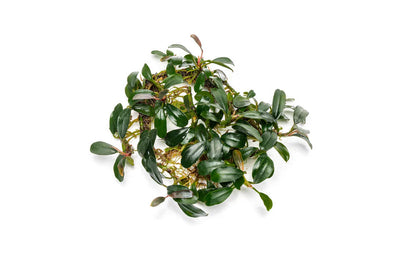Bucephelandra Brownie Pheonix