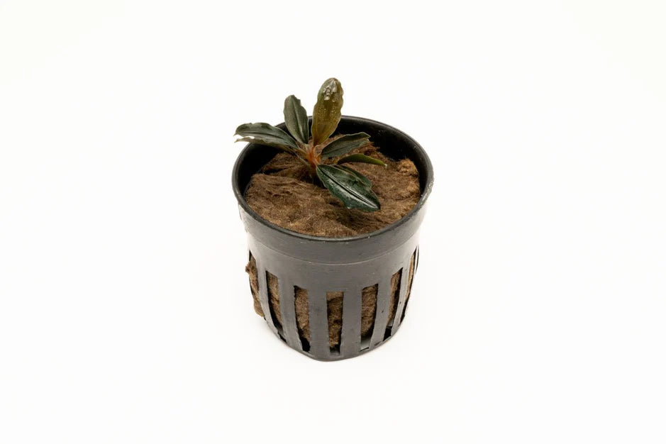 Bucephelandra Red Mini