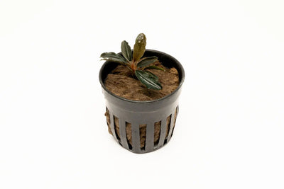 Bucephelandra Red Mini