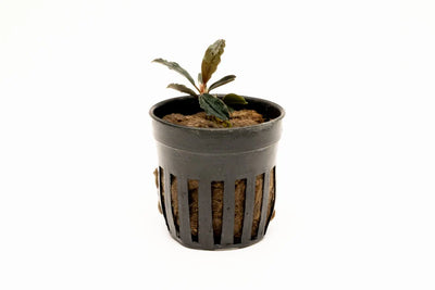 Bucephelandra Red Mini