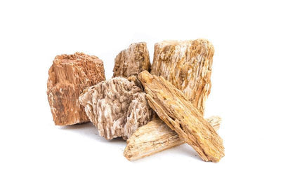Burmese Petrified Wood