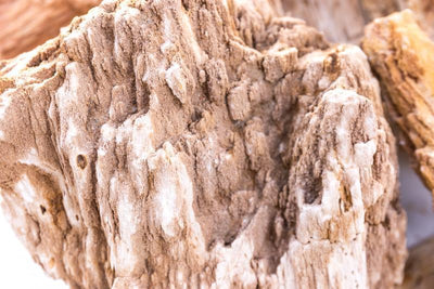 Burmese Petrified Wood