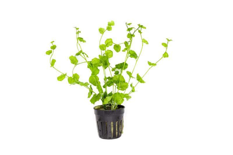 Cardamine Lyrata Indo