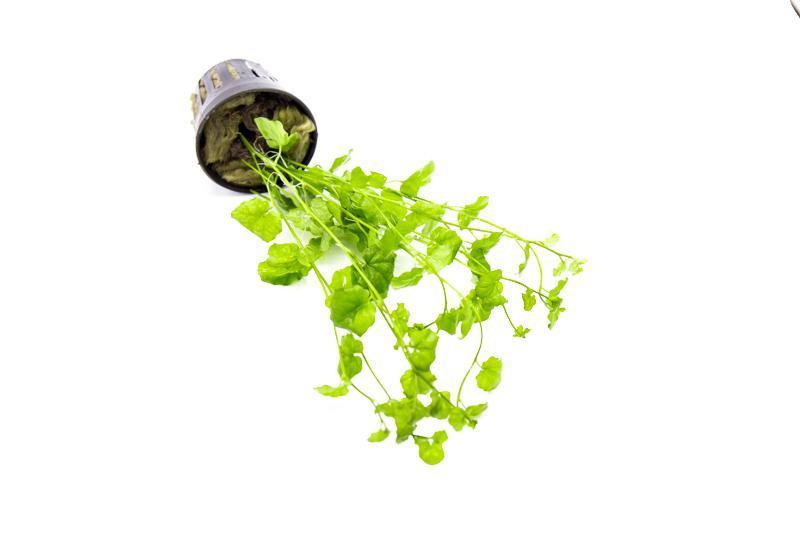 Cardamine Lyrata Indo