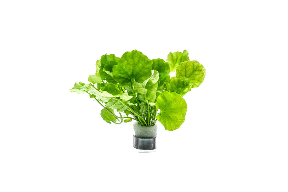 Cardamine Lyrata Indo