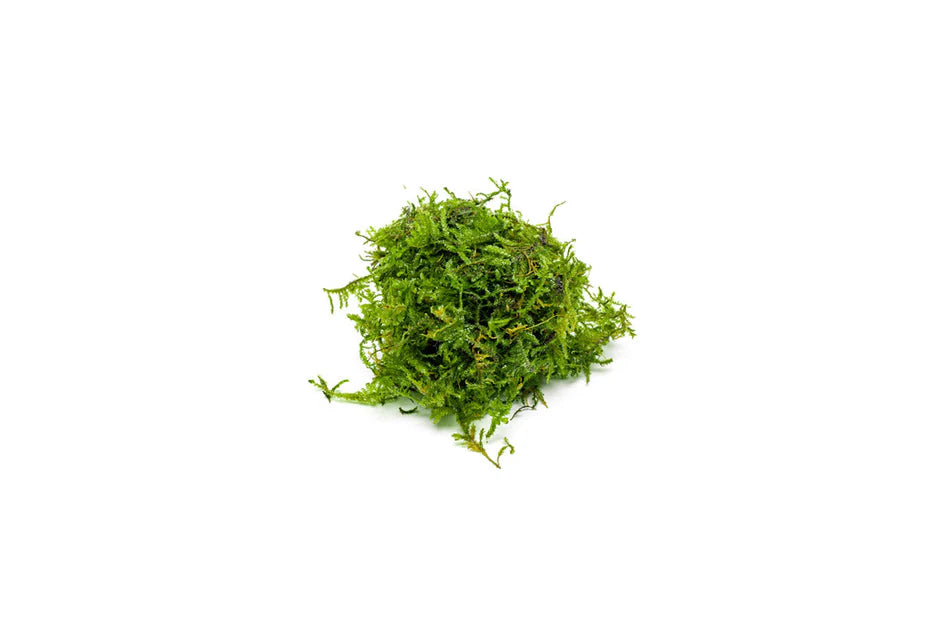 Christmas Moss