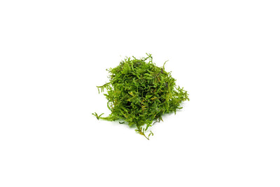 Christmas Moss