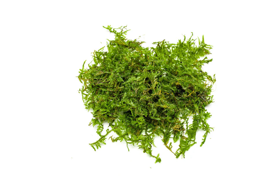 Christmas Moss
