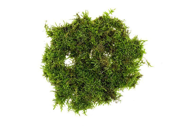 Christmas Moss