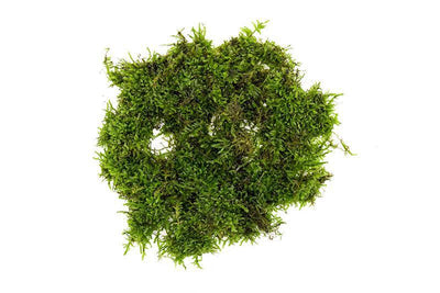 Christmas Moss