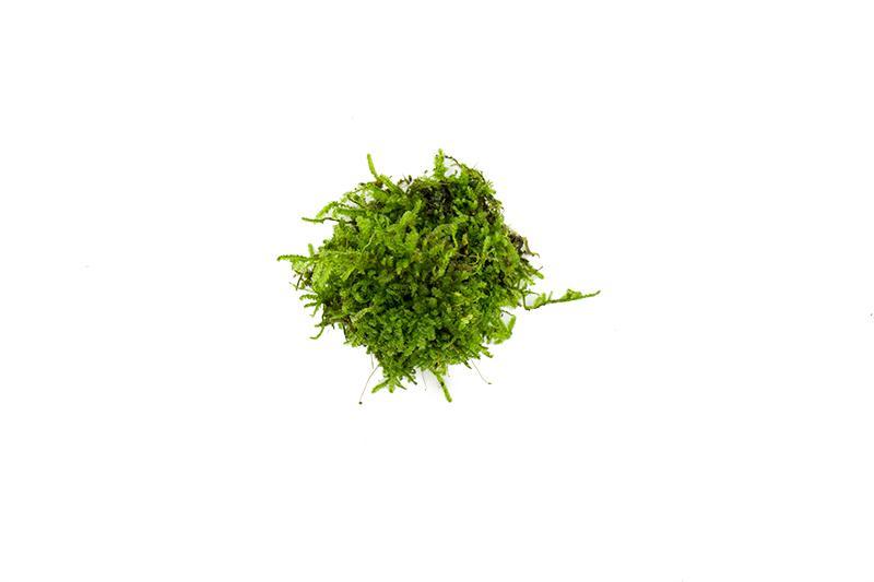 Christmas Moss