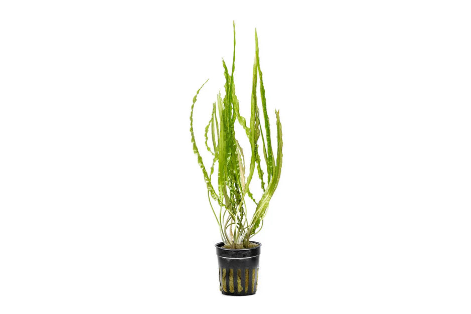 Cryptocoryne Balansae