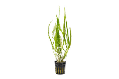 Cryptocoryne Balansae
