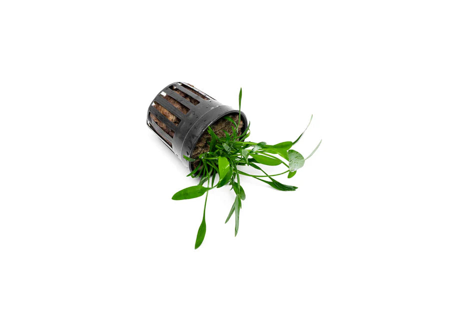 Cryptocoryne Lucens