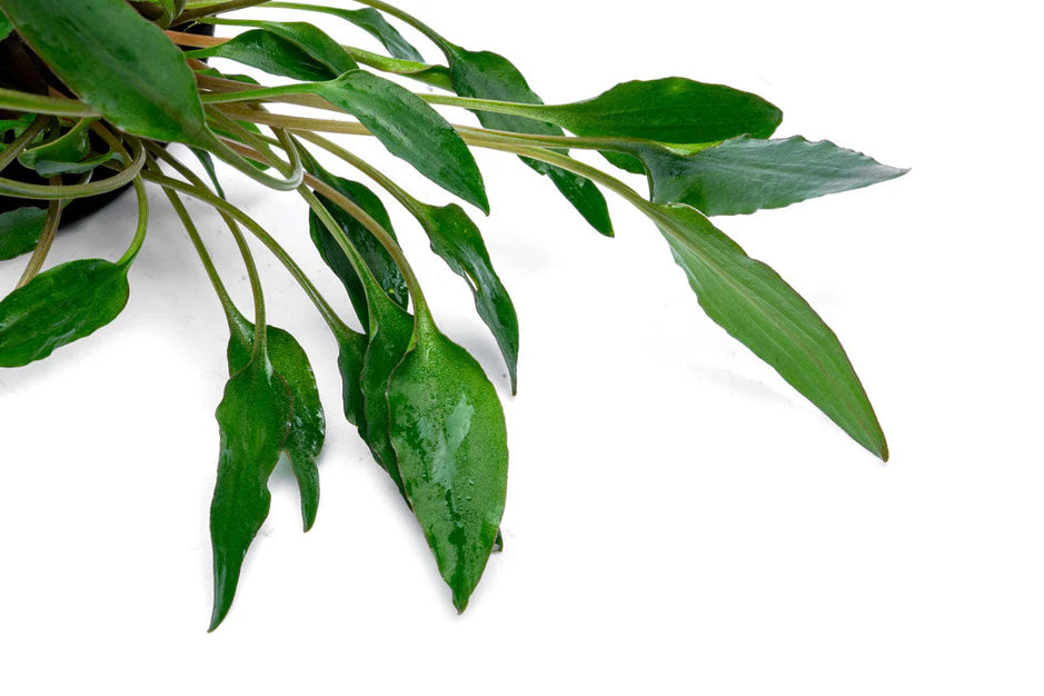 Cryptocoryne Undulata Red
