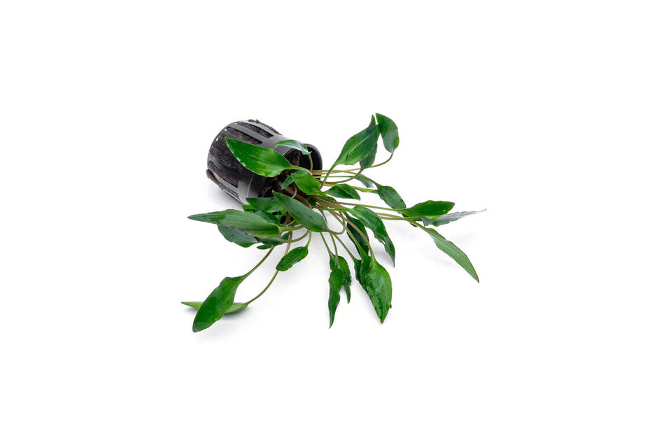 Cryptocoryne Undulata Red