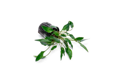 Cryptocoryne Undulata Red
