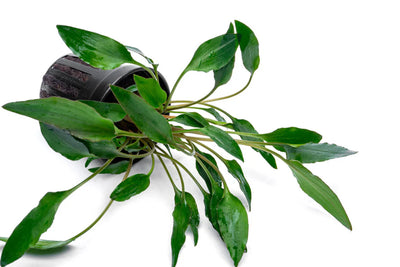 Cryptocoryne Undulata Red