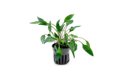 Cryptocoryne Undulata Red