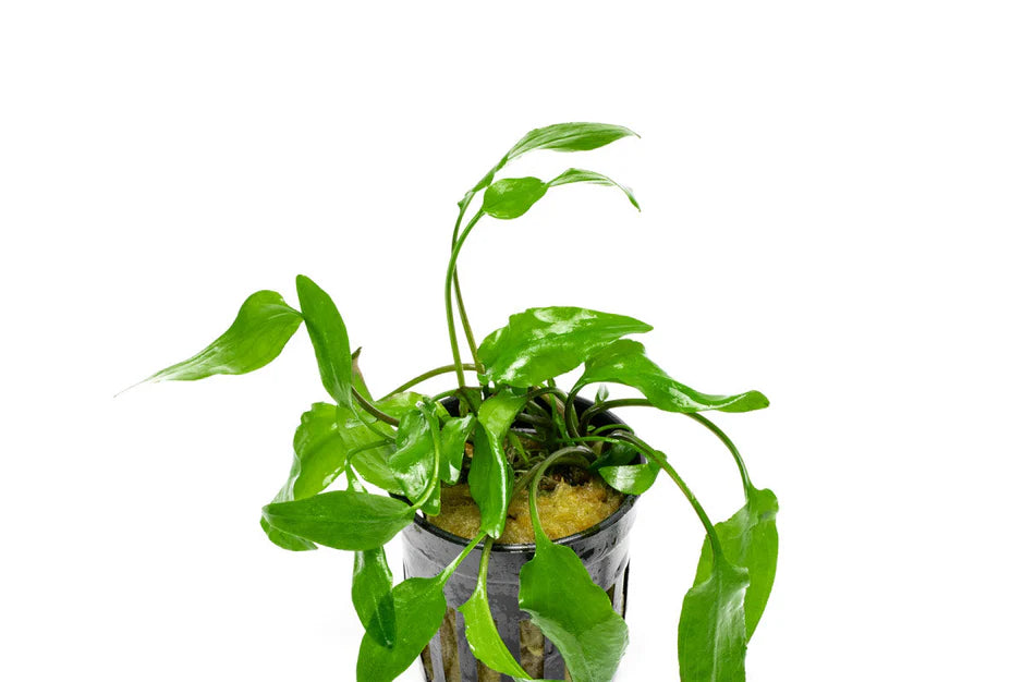 Cryptocoryne Willisi