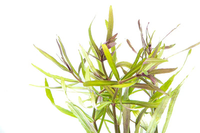 Pogostemon Stellatus (Eusteralis)