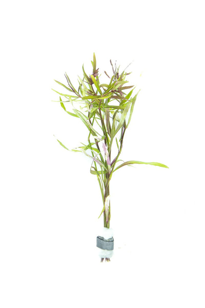 Pogostemon Stellatus (Eusteralis)