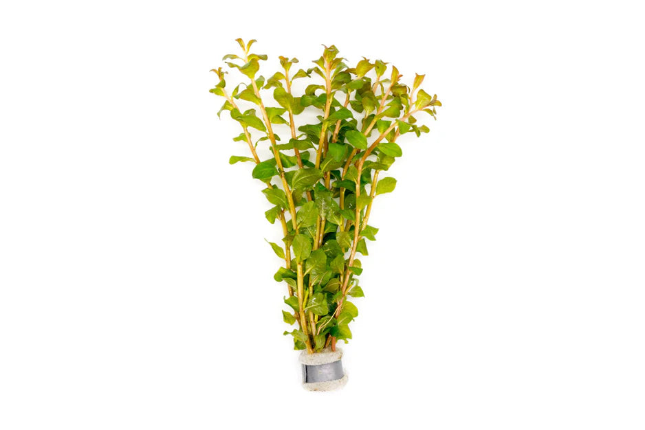 Ludwigia Senegalensis Guinea