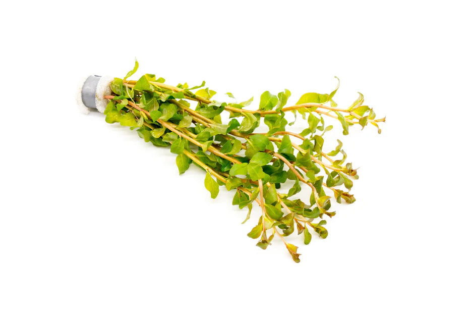 Ludwigia Senegalensis Guinea