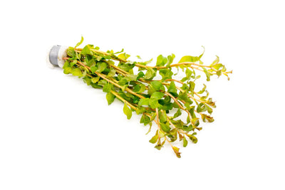 Ludwigia Senegalensis Guinea