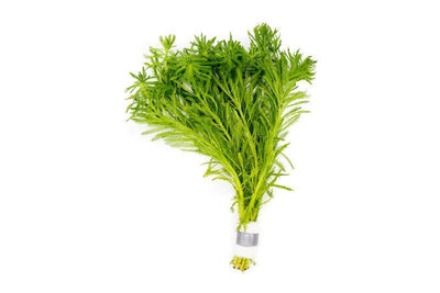 Myriophyllum Aquaticum - Parrots Feather