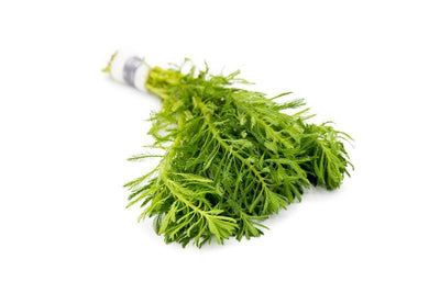 Myriophyllum Aquaticum - Parrots Feather