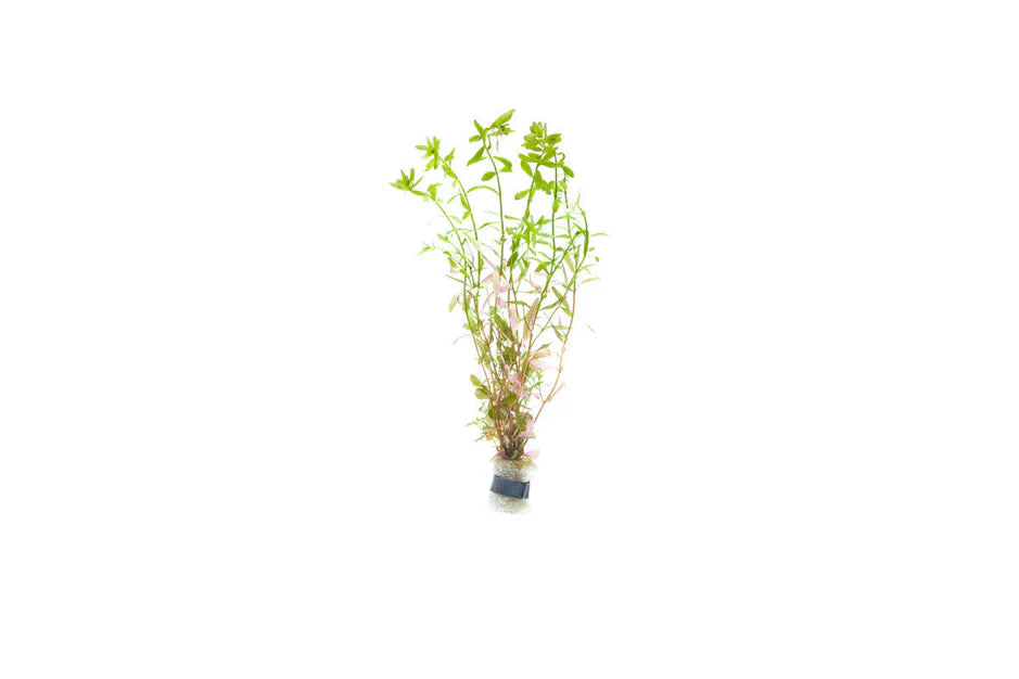 Rotala Ceylon