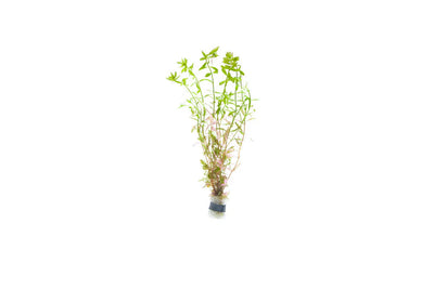 Rotala Ceylon