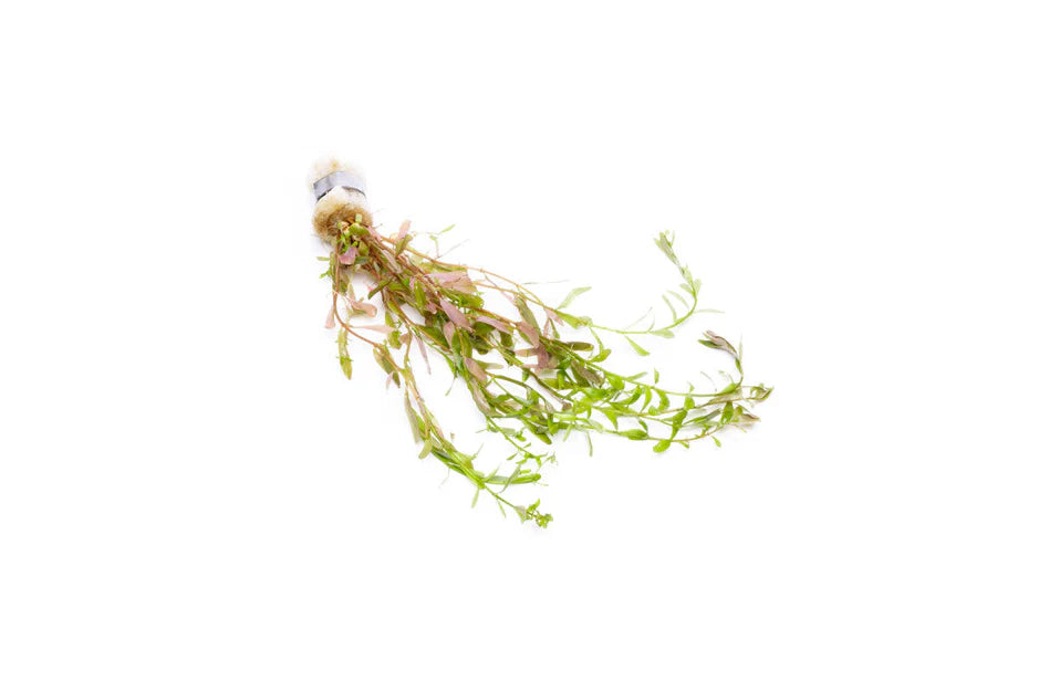 Rotala Ceylon
