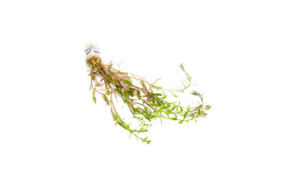Rotala Ceylon
