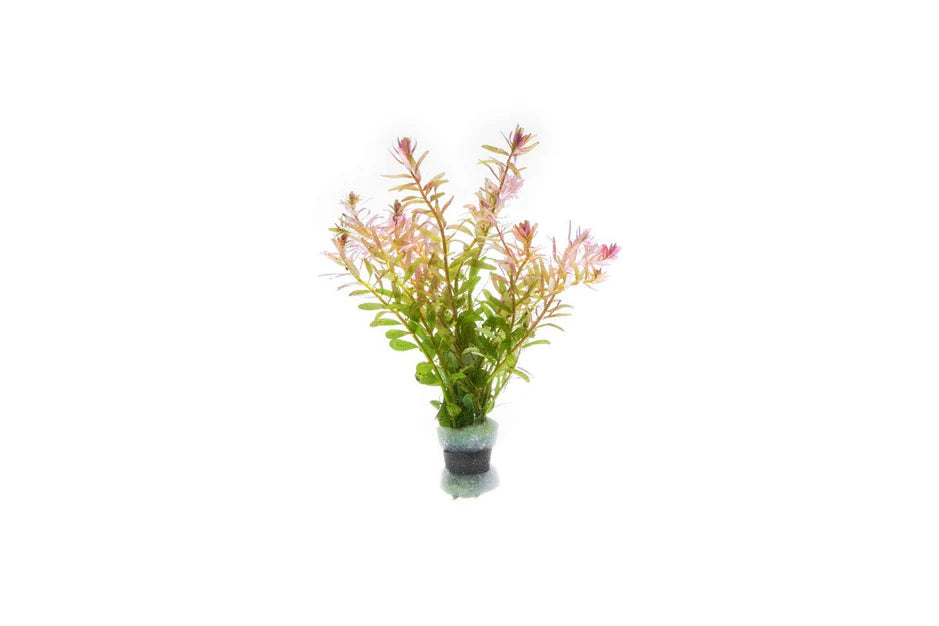 Rotala Fujian