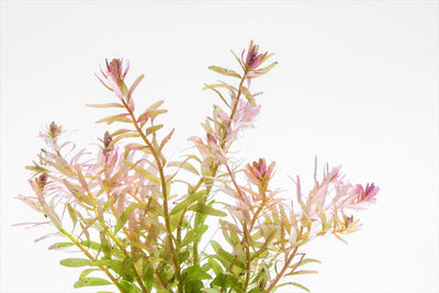 Rotala Fujian