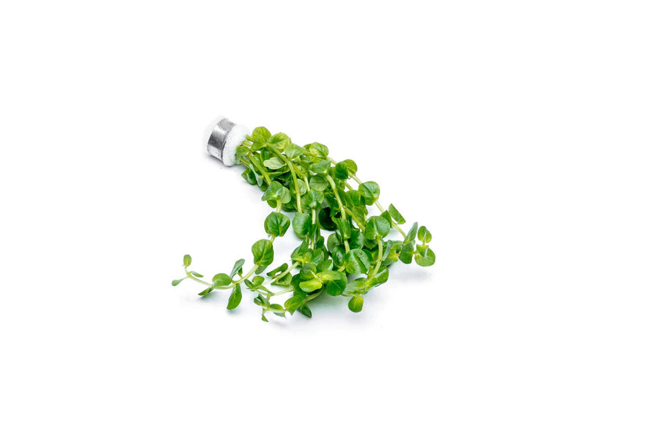 Rotala Rotundifolia Green