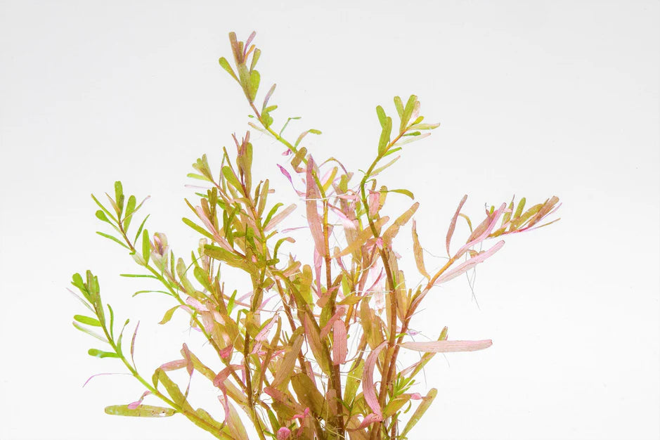 Rotala Manipurensis