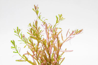Rotala Manipurensis