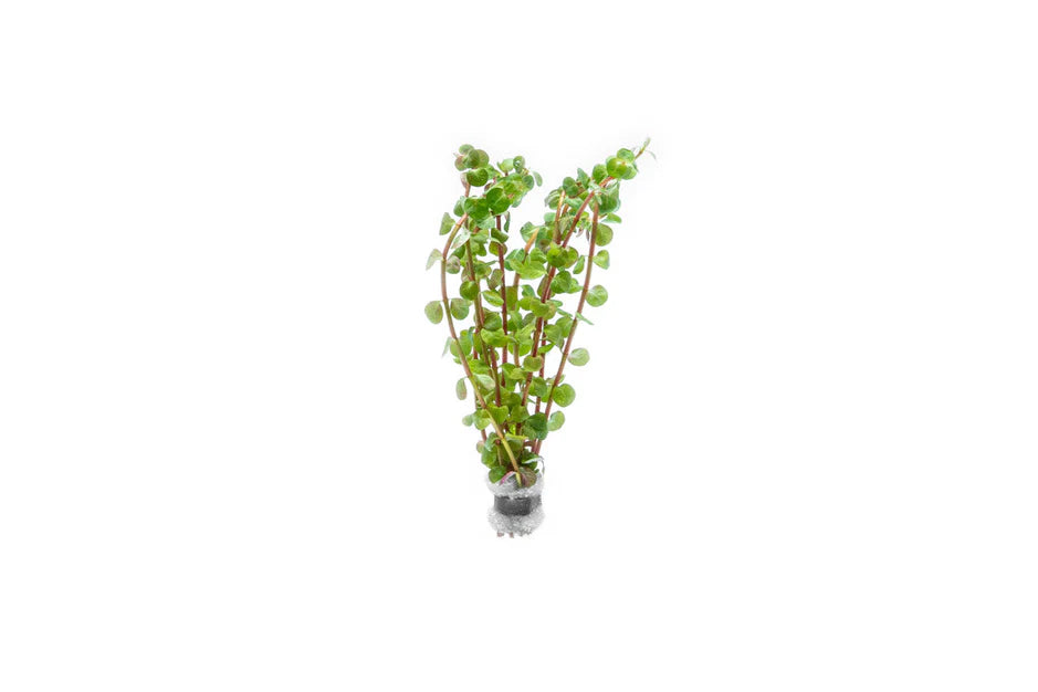 Rotala Rotundifolia Wayanad