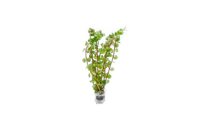 Rotala Rotundifolia Wayanad