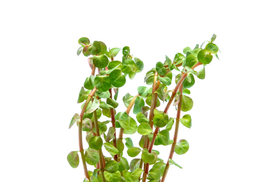 Rotala Rotundifolia Wayanad