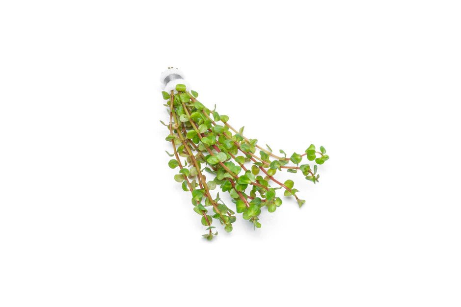 Rotala Rotundifolia Wayanad